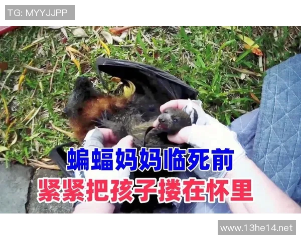 比赛中拍死蝙蝠-比赛中意外拍死蝙蝠,反思与启示-比赛中拍死蝙蝠 比赛中拍死蝙蝠-比赛中意外拍死蝙蝠,反思与启示-比赛中拍死蝙蝠